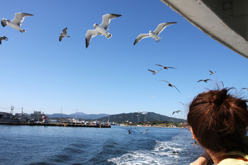 かもめ　カモメ　餌を投げる　気仙沼大島