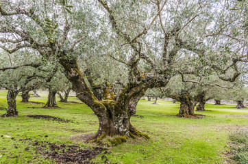 Obraz premium zakynthos interior olive plantation