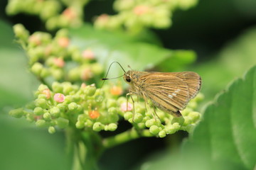 蜜を吸うセセリチョウの仲間　Skipper butterfly