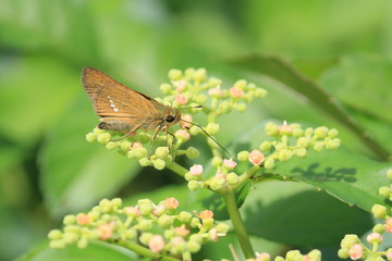蜜を吸うセセリチョウの仲間　Skipper butterfly