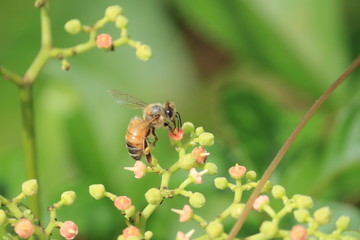 蜜を吸うミツバチ　Honeybee