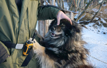 Finnish Lapphund playing with the owner