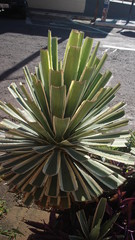 planta verde e branca com luz solar