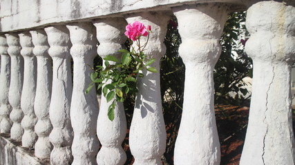 muro vintage branco com manchas pretas com rosa florida e brotos