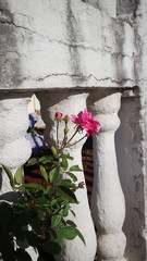 muro vintage branco com manchas pretas com rosa florida e brotos