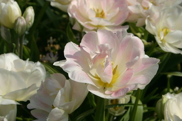 Fototapeta premium Flowers