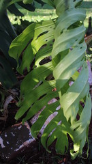 planta em espiral com outras plantas ao fundo