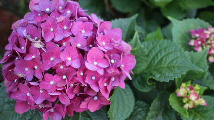 Hort&ecirc;ncia lil&aacute;s com amarelo lateral com folhas verdes