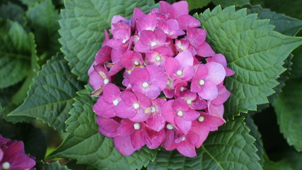 hortencia violeta com amarelo e folhas verdes