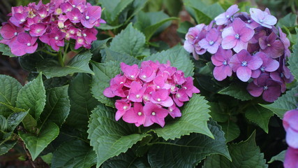 hort&ecirc;ncias multicoloridas com folhas verdes e grade ao fundo