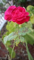 rosa com espinhos com zoom