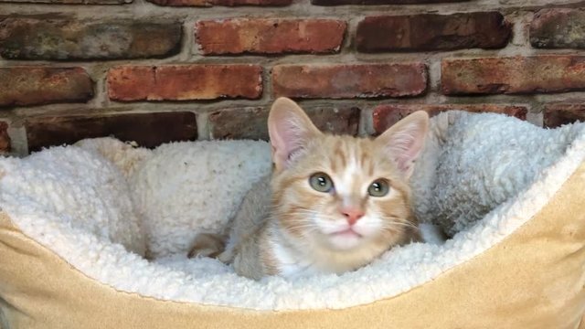 HD Video of orange kitten with Cerebellar Hypoplasia, a congenital neurological disorder, causes the head to bobble. tremors range in severity occurring when kitty is  trying to focus on movement