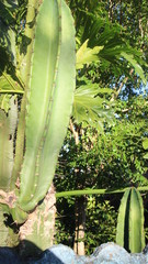 Cactus com plantas ao fundo 