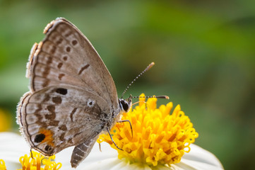 hoverfly sucking nectar on flower