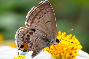 hoverfly sucking nectar on flower