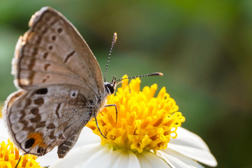 Fototapeta na wymiar hoverfly sucking nectar on flower