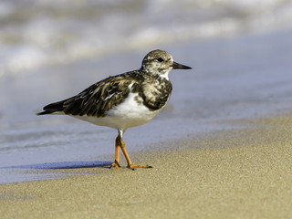 Ruddy Turnstone Foraging on the Sea Shore