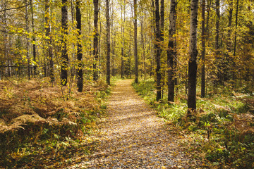Fototapeta premium Yellow foliage on autumn path