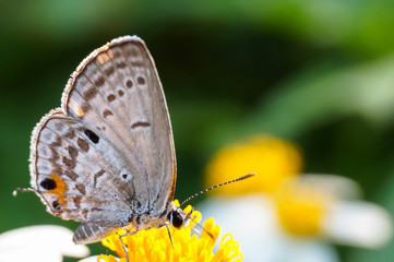 hoverfly sucking nectar on flower