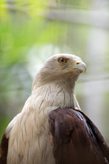 Red Backed Sea Eagle