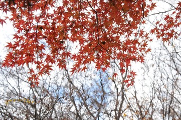 Corerd leaves and Bare trees