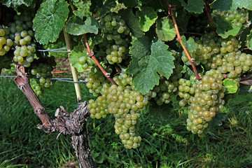 rebstock mit trauben.1