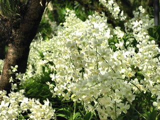 シンガポール国立蘭園の花