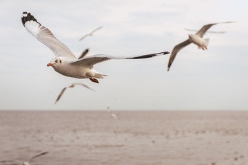 Seagulls flying over the sea and are swimming in the water