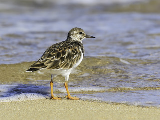 Ruddy Turnstone Foraging on the Sea Shore