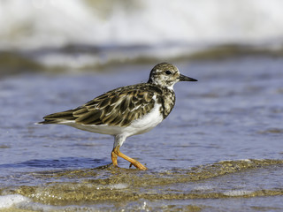 Ruddy Turnstone Foraging on the Sea Shore