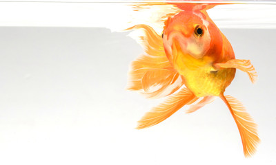 Goldfish isolate on a white background