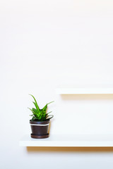 simple interior design, two shelves on the white wall and green plant in pot, with place for text