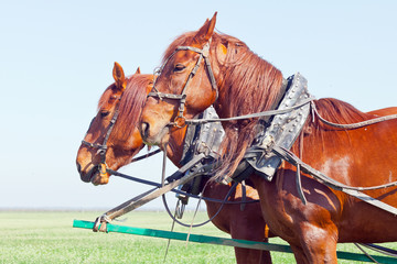 Obraz premium Two horses in team prpare to trip