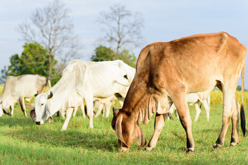 Portrait of cows walking and eating grass in a field