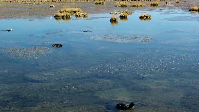 Tagua Cornuda Bird, Altiplanic Lagoons, Chile