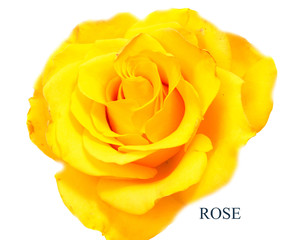Fototapeta na wymiar rose flower head isolated on white background cutout