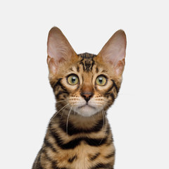 Portrait of Curious Bengal Kitten on isolated White Background, Front view