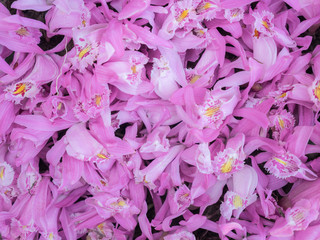 The background flowers of ponk wild orchid