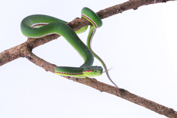 Obraz premium Green pit viper bites on white background ,Snake of Thailand
