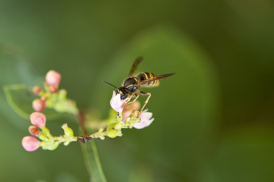 Biene auf Bl&uuml;te