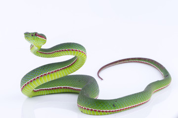 Green pit viper bites on white background ,Snake of Thailand