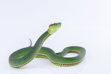 Obraz premium Green pit viper bites on white background ,Snake of Thailand