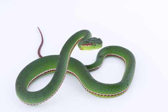 Green pit viper bites on white background ,Snake of Thailand