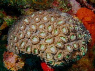 Naklejka premium Stone coral