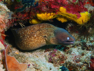 Obraz na płótnie Canvas Moray eel