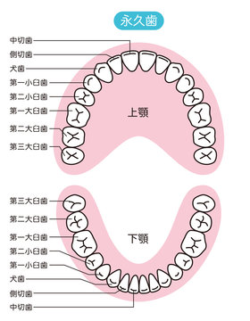第一大臼歯 第一大臼歯 Images – Browse 55 Stock Photos, Vectors, and
