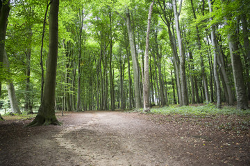 Spaziergang in einem lichtdurchflutetem Wald