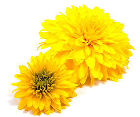 Chrysanthemum flower on a long stem on a white background is insulated