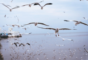 Seagulls flying over the sea and are swimming in the water