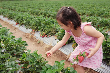 young Asian girl holding a box of fresh strawberries on organic strawberry farm